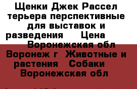 Щенки Джек Рассел терьера перспективные для выставок и разведения.  › Цена ­ 20 000 - Воронежская обл., Воронеж г. Животные и растения » Собаки   . Воронежская обл.